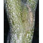 2_acer_capillipes.jpg